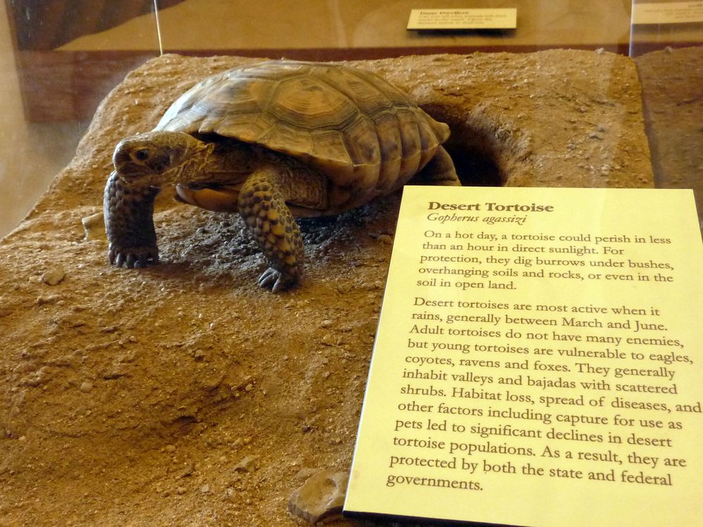 Mojave reserve (6).JPG